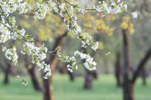 Close up of blooming cherry tree branches in spring garden. Stock Photos