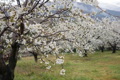 Close up of a blooming cherry tree. Stock Photos