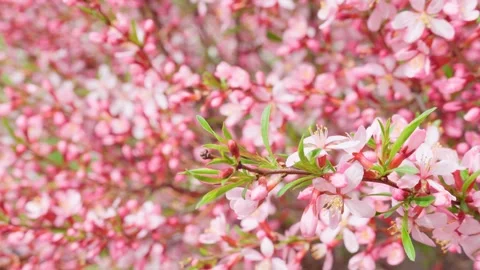 Close-up of a blooming cherry tree in spring, pink elegance. Stock Footage 274354569