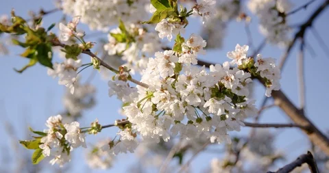Close Up Of Blooming Cherry Trees On Beautiful Sunny Day Stock Footage 124594749