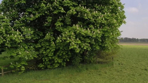 Close up blooming chestnut tree tilt along blossom and foliage Stock Footage 107235283