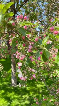 Close up of blooming crabapple tree branches with pink flower buds and deli.. Stock Photos