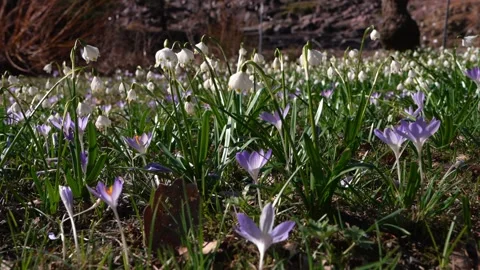 Close up of blooming crocus, snowdrop flowers in spring. Floral background 動画素材 331824187