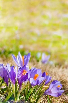 Close up blooming crocuses spring flowers Stock Photos
