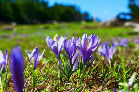 Close up blooming crocuses spring flowers Foto stock