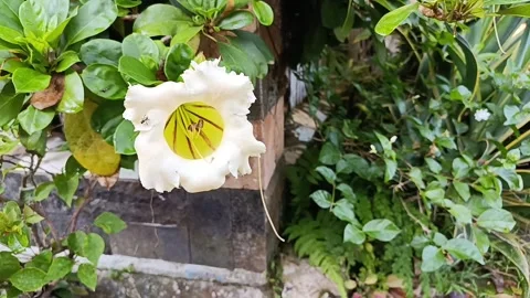 Close Up of Blooming Cup of Gold Vine Flower Stock Footage 338043805