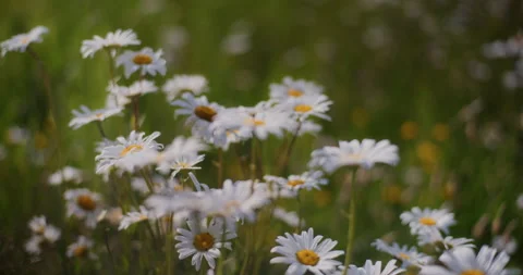 Close-Up of Blooming Daisies Stock Footage 277003367