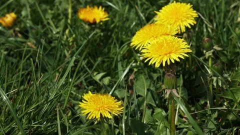 Close-up of blooming dandelions on the background of a green meadow. Stock Footage 307528557