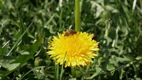 Close-up of blooming dandelions on the background of a green meadow. Stock Footage 307528624