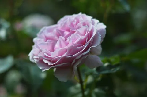 Close-up of a blooming delicate light lilac purple rose against a backgroun.. Stock Photos