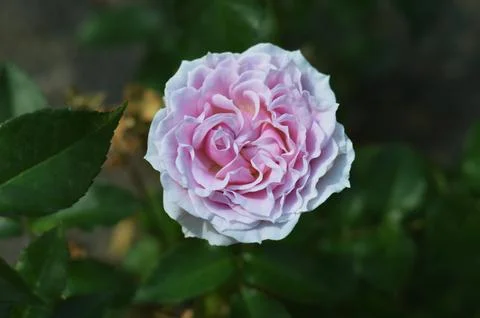 Close-up of a blooming delicate light lilac purple rose against a background Stock Photos