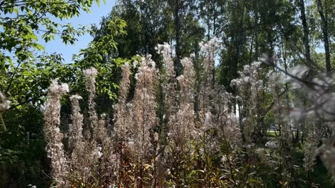 Close-up of blooming fireweed with fluff against the background of trees and Stock Footage 279562031