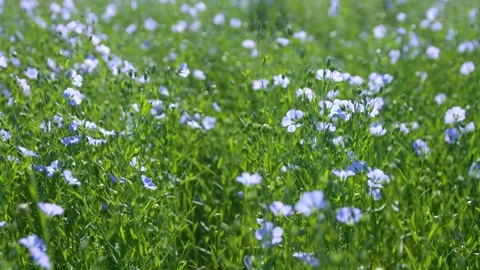 Close-up of blooming flax swaying in the wind on a sunny day. Blue flax flowers. Stock Footage 312467575