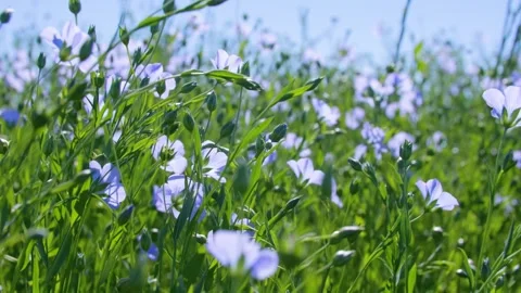 Close-up of blooming flax swaying in the wind on a sunny day. Blue flax flowers. Video stock 312467659