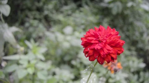 Close up of blooming flower 스톡 동영상 231239717
