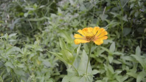 Close up of blooming flower 스톡 동영상 231239728