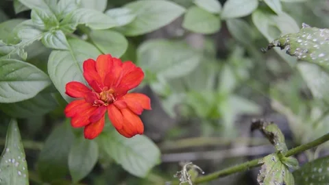 Close up of blooming flower 스톡 동영상 231239757