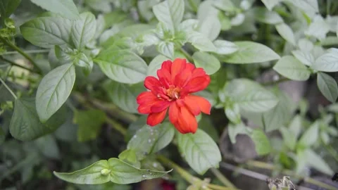 Close up of blooming flower 스톡 동영상 231239764