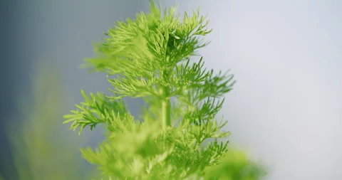Close-up of Blooming Flower in Garden Stock Footage 308242045
