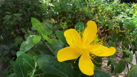 Close-up of blooming flower of Hypericum monogynum or St. John's wort Stock Footage 288937146