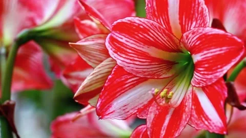 Close Up of Blooming Flower in Natural Light Stock Footage 294354898
