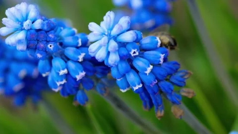 Close Up of Blooming Flower in Natural Light Stock Footage 294366104