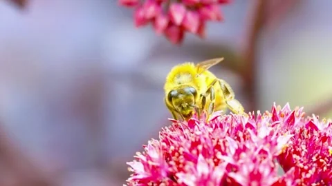 Close Up of Blooming Flower in Natural Light Stock Footage 294402153