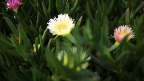 Close-up of blooming flowers Stock Footage 146953881