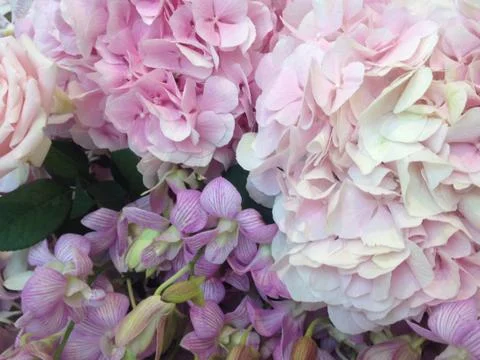 Close up Blooming Flowers, Hydrangea Foto stock