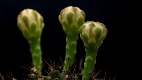 Close up Blooming Flowers Time Lapse of cactus flower Video stock 127542202