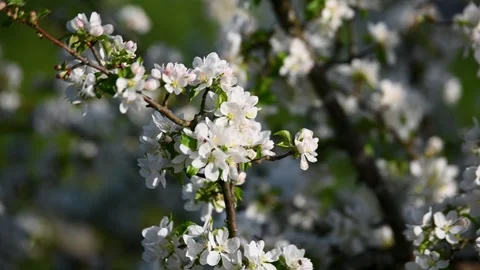 Close up of blooming flowers on tree in spring. Stock Footage 308330396