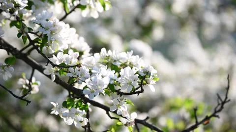 Close up of blooming flowers on tree in spring. Wild fruit tree Stock Footage 308333465