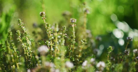 Close-Up of Blooming Fresh Thyme Stock Footage 308243209