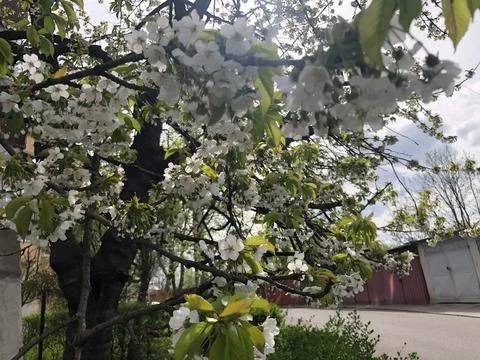 Close up of a blooming fruit tree in the spring. Stock Photos
