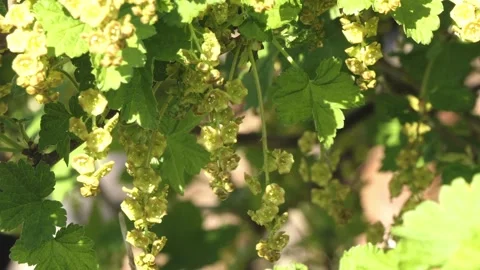 Close-up of blooming gooseberries in spring Stock Footage 253460115