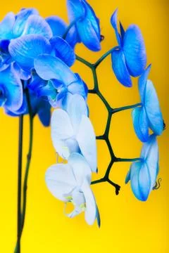 Close up blooming gradient blue and white potted phalaenopsis orchid flowers on Stock Photos