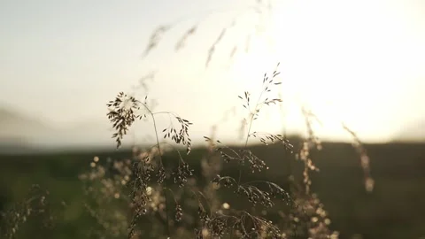 Close up of blooming grass in sunset conditions Stock Footage 243886844