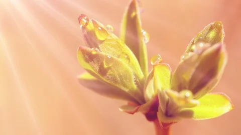 Close-up of a blooming green Bud on a Sunny day. Tone pink Stock Footage 90777751