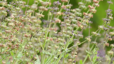 Close Up of Blooming Herbs Gently Swaying in Garden 스톡 동영상 346664574