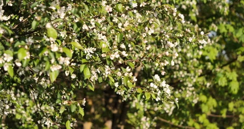 Close-up of Blooming Hubei Apple Tree with Green Leaves and Flowers Vídeos de archivo 241205429
