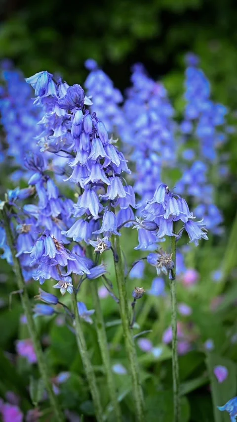 Close-Up of Blooming Hyacinths Stock Footage 304827946