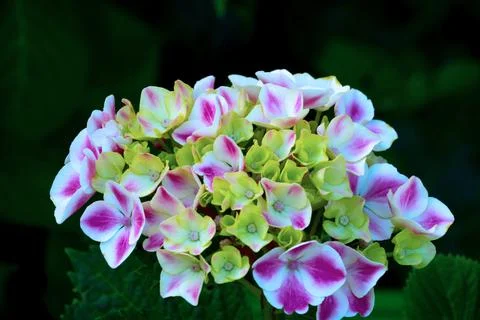 Close-up of a blooming hydrangea in the garden. The background of nature. Foto stock