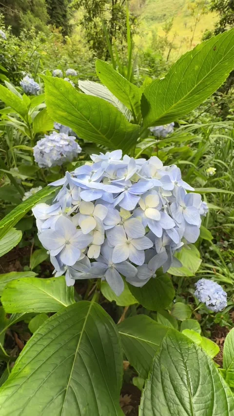 Close-up of Blooming Hydrangea on a Hiking Trail in Madeira Stock Footage 285781074