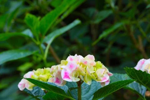 Close-up of a blooming hydrangea in the park in the spring. Stock Photos