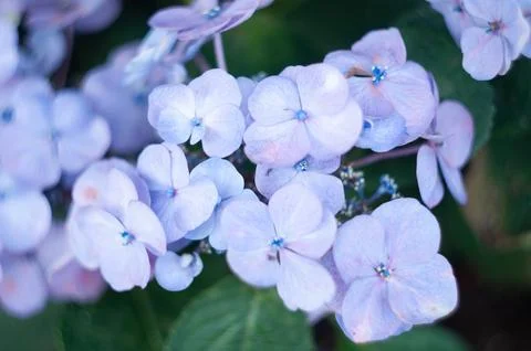 Close-up blooming hydrangea, spring, natural floral background, neutral delicate Stock Photos
