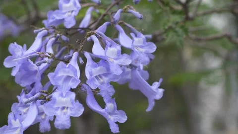 Close-up of blooming jacaranda flowers gently moving in the wind. Vibrant Stock Footage 335652809