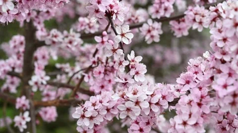 Close-up of a blooming Japanese Cherry Tree, 4K Stock Footage 155885032