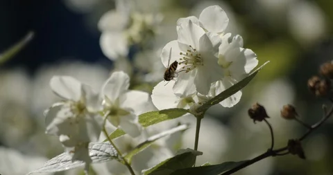 Close-up of blooming jasmine. The insect sits on a flower. Stock Footage 129693310