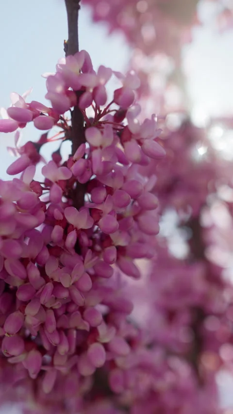 Close up, blooming Judas tree with pink flowers Stock Footage 309003489