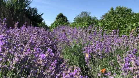 Close-up of blooming lavender against a blue sky. Stock-Footage 341479336